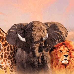 Image d'animaux sauvages au coucher du soleil, symbole d'aventures authentiques en Afrique. Parfait pour des safaris.