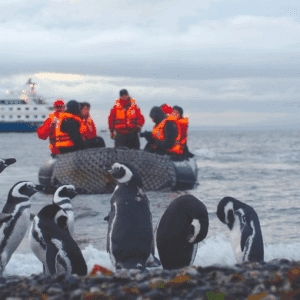 Des manchots sur une plage, avec un bateau de croisière en arrière-plan, pour une aventure inoubliable en Antarctique. TMR Croisières.